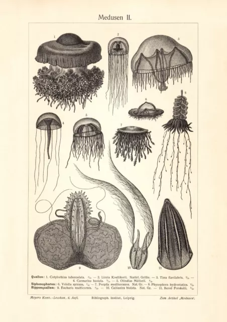 Medusen II. historischer Druck Holzstich ca. 1906 Bildtafel Zoologie Quallen