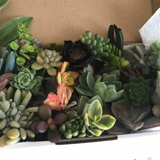 SUCCULENTS 40 x succulent cuttings, freshly cut  - All DIFFERENT, No Repeats 3