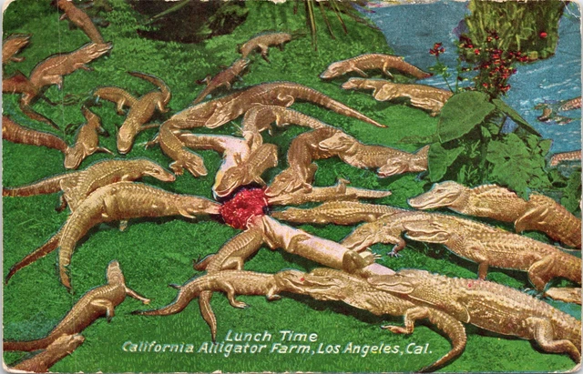 C.1910s Los Angeles CA California Alligator Farm LUNCH TIME Unused Postcard A27