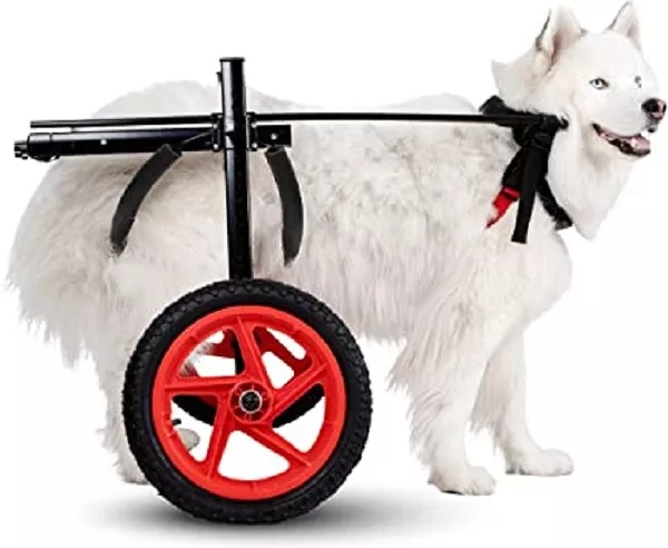 Factory Refurbished Large Pro Model Dog Wheelchair By Best Friend Mobility