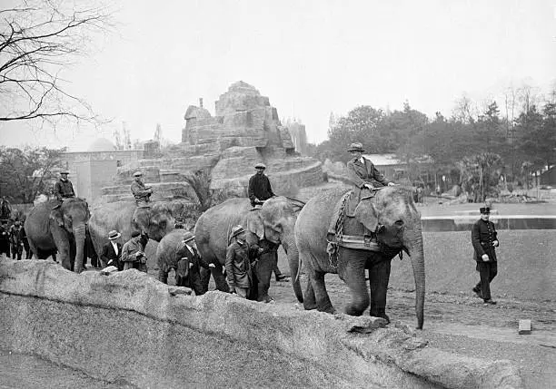 Elephants arriving Vincennes Zoological Park for Colonial Exhi- 1931 Old Photo