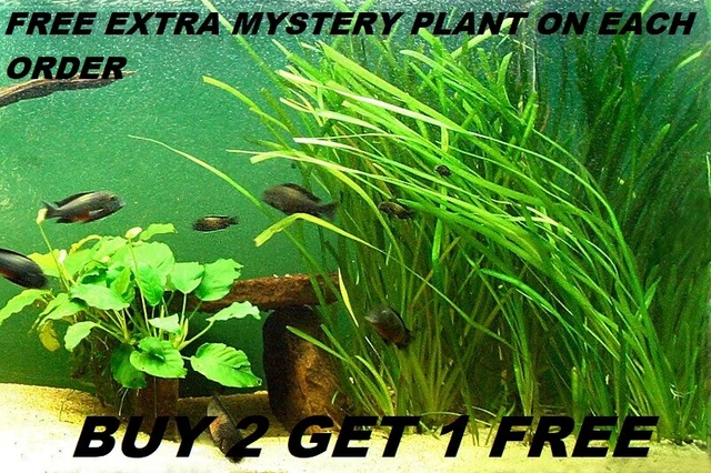 18 Jungle Val Plants - Buy 2 Get 1 Free! Italian Vallisneria Live Aquarium Plants (Freshwater) 12 thumbnail image