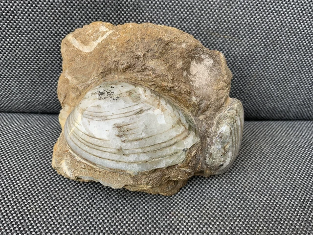 Double Fossil Bivalve Scunthorpe UK Cardinia Sp 200 Million Years Old, Rare !