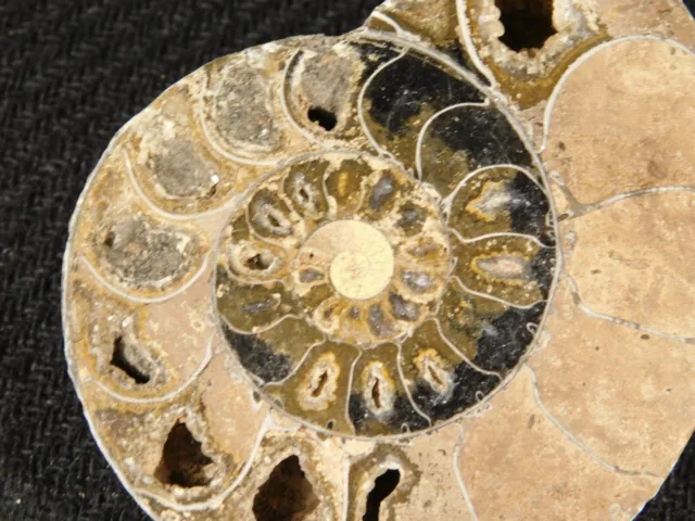 121 MILLION Year Old! Polished Ammonite Fossil From Madagascar 35.4gr