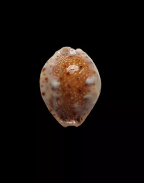 SHELL CONCHIGLIA CYPRAEA NARIA OCELLATA f.quasimodoi mm.23,2 SRI LANKA