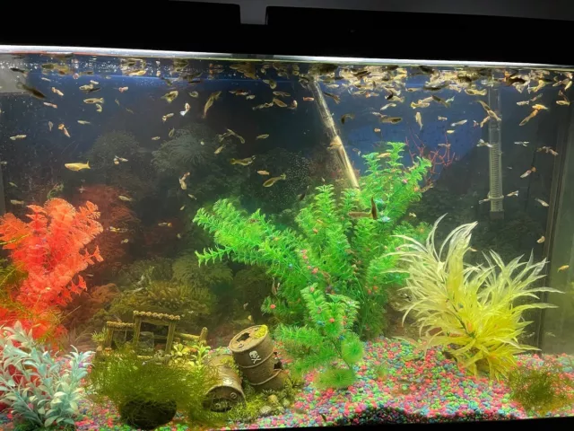 6 Assorted Fancy Guppies Freshwater Aquarium Live Fish