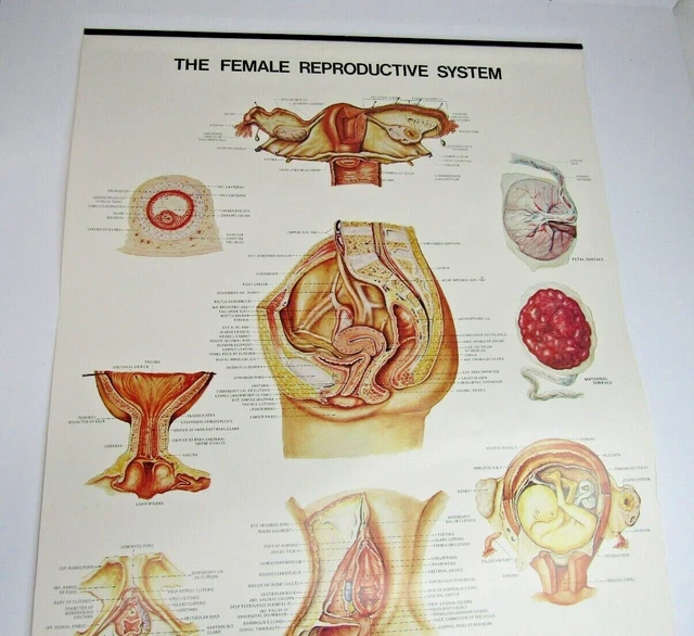 THE FEMALE REPRODUCTIVE System Anatomical Wall Chart Laminated