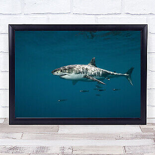 Great White Shark Underwater Sharks Fangs Water Predator Wall Art Print