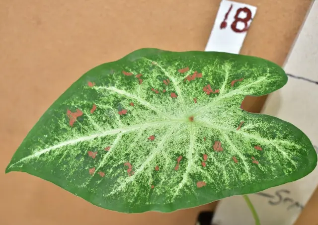 Interestin Caladium leaf plant                18#