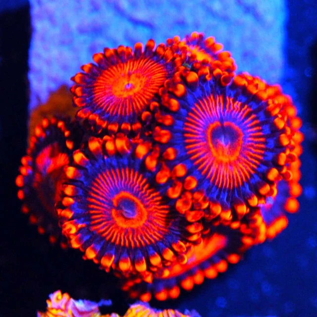 CORALS OF EDEN ~ Super Twizzler Zoa Coral Frag - Live Coral for Sale - LPS SPS