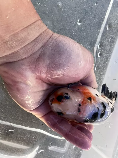 Ranchu Goldfish 4.5 Inch live Fish