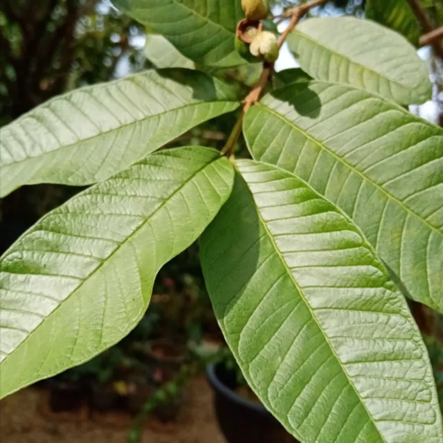 500 Dried Guava Leaves Herbal Tea Hojas de Guayaba Psidium Guajava