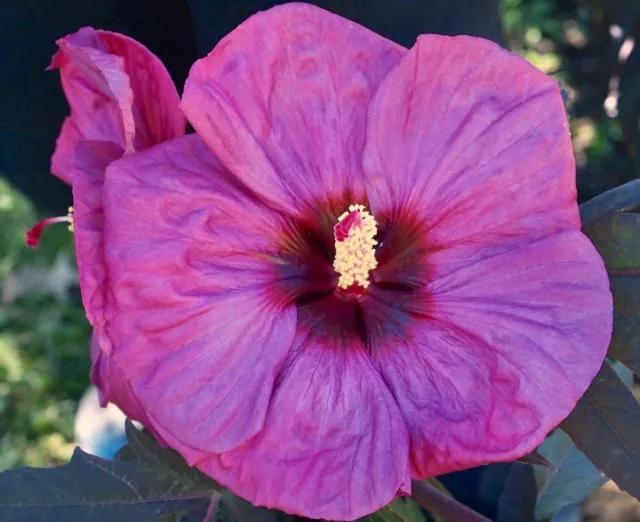 BERRY AWESOME Hardy Hibiscus  --  Plant in 4.5" pot
