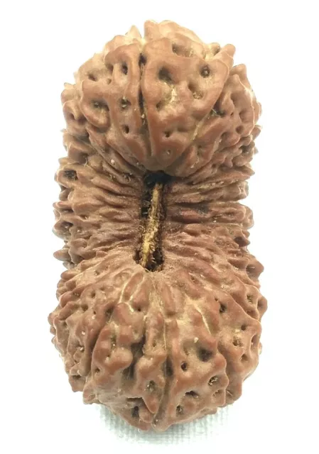 21 Mukhi Rudraksha / Collector Twenty One Face Rudraksh - Java - Lab Certified