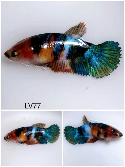 Betta Live Fish Female Koi Galaxy LV77 Ask Seller Shipping Cost Before Buy