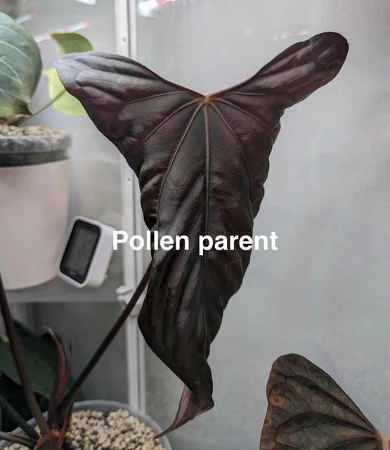 アンスリウム papi RL（JV）× FS（JV） self