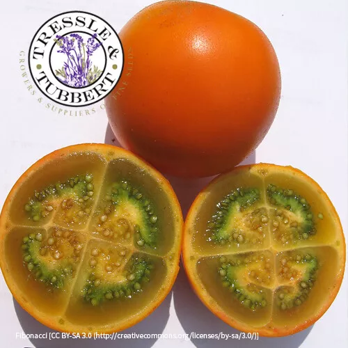 Seltene Solanum Quitoense Naranjilla Lulo 5 Samen UK Verkäufer