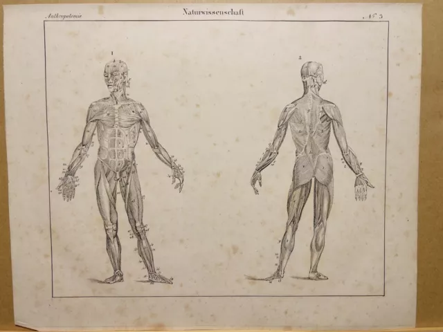 Antiquarische Lithographie 1833 Anatomie Anthropologie Phisiognomie Antropotomie