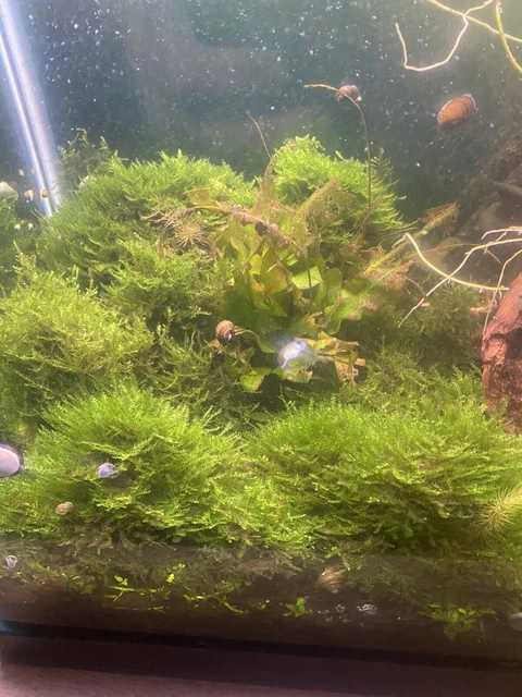 Large Carpet of Java Moss Live One Half pound plants shrimp Aquarium fish tank