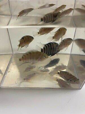 Pack of 5+1=6 Adults Unsexed "Convict Cichlid" @ DP Fishies