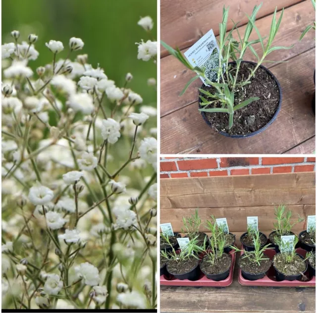 3 Stk. Hohes Schleierkraut, Gypsophila paniculata,  Staude,  im Topf 13 cm