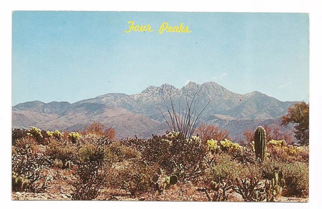 AZ Postcard Arizona near Payson Four Peaks Strawberry Cactus Blooms