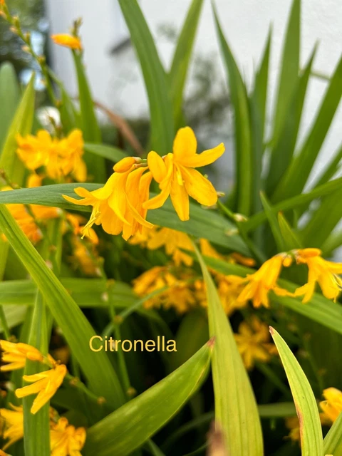 Crocosmia Citronella x 20 corms/plants