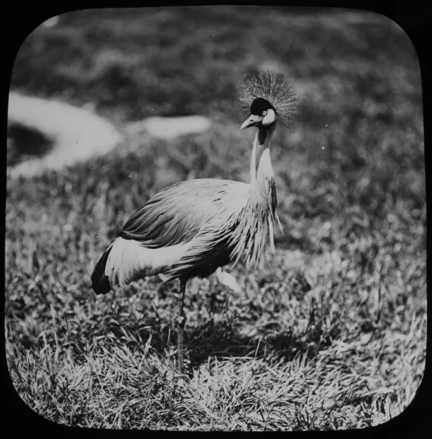 A CAPE CROWNED CRANE C1890 PHOTOGRAPH Magic Lantern Slide BIRD ZOO