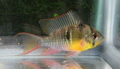 Bolivian Ram Cichlid LIVE FISH Read Description