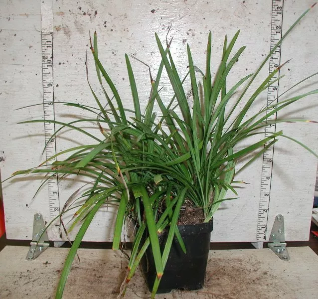 Liriope muscari 'Monroe White' 30 Plants in 3-1/2 inch Pots FREE SHIPPING 3