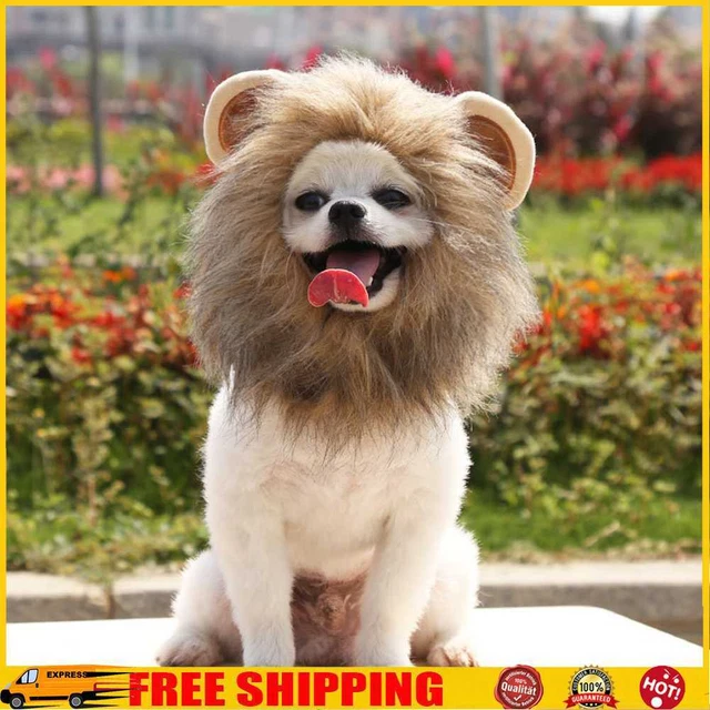 Suministros para mascotas elegante gorra para el pelo portátil lavable gato disfraces sombrero para otoño invierno