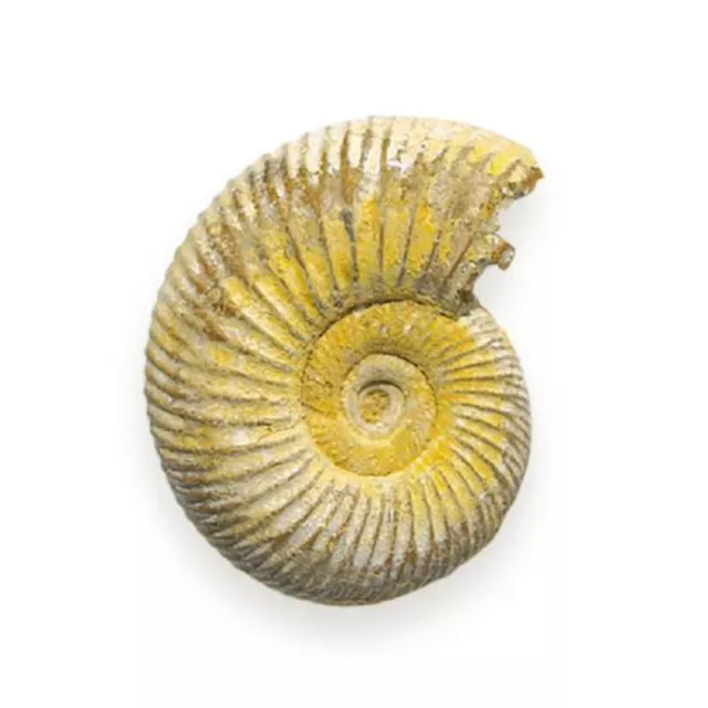 British Fossils Basketline Ammonite
