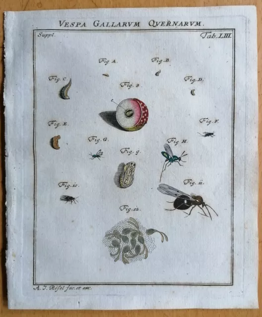 Rösel v. Rosenhof Insekten Belustigung Wespe Vespa gallarum Tab 53 - 1746#