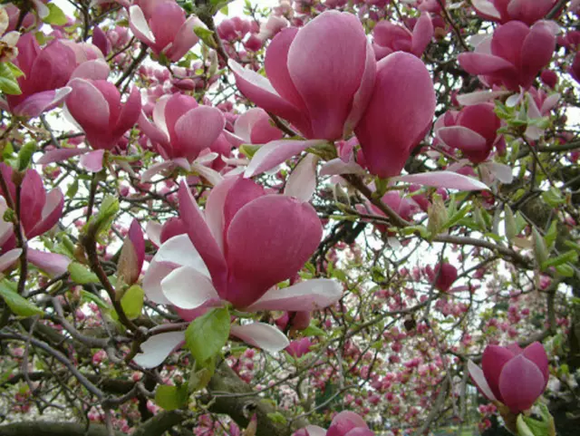 GIGLIO MAGNOLIA - 5 semi Magnolia liliiflora splendido albero da fiore  bonsai EUR 1,45 - PicClick IT