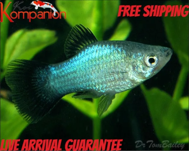3/5/10/20 Neon Blue Wag Platy Free Shipping Koi Kompanion