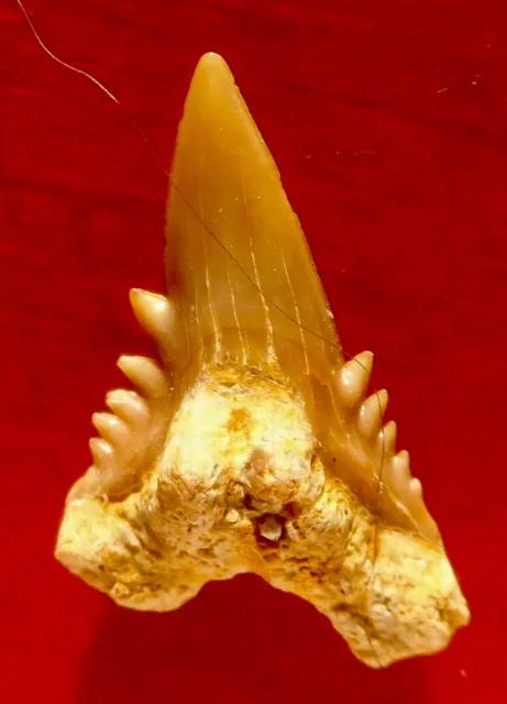 Dent De Requin Fossile Du Priabonien , Hemipristis