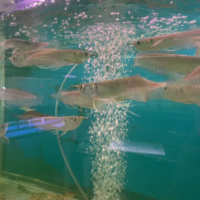 Sliver Arowana  4-5 nch  Live Fish Eat Pellets