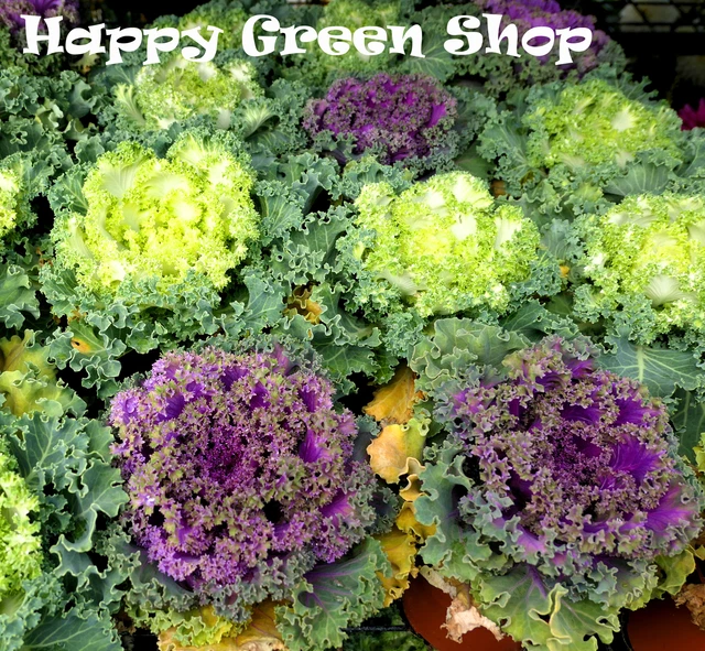 ORNAMENTAL KALE - 80 seeds - Brassica Oleracea - Autumn bedding - Winter Hardy