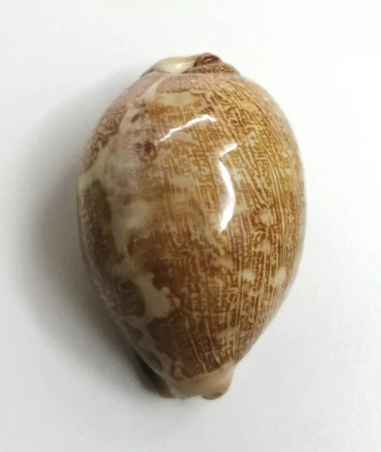 Conchiglia Shell CYPRAEA MAPPA MAPPA Filippine 68,8 mm