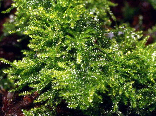 Christmas Moss als Matte 80 x 50 mm / Vesicularia montagnei "Christmas Moss"