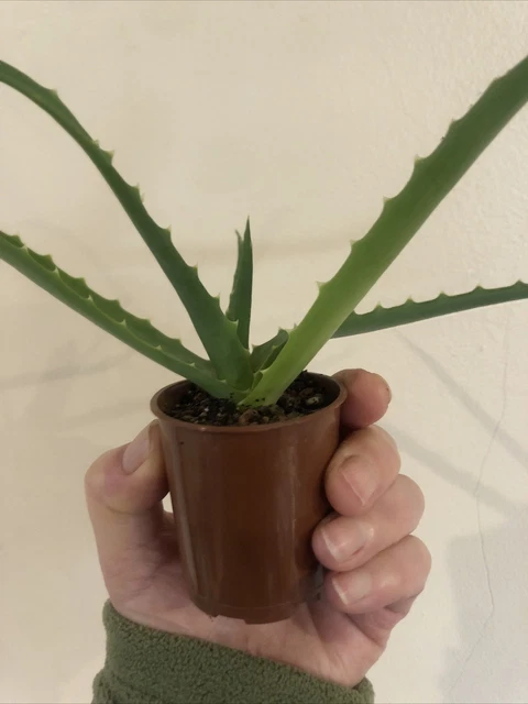 Aloe arborescens in a 7cm pot