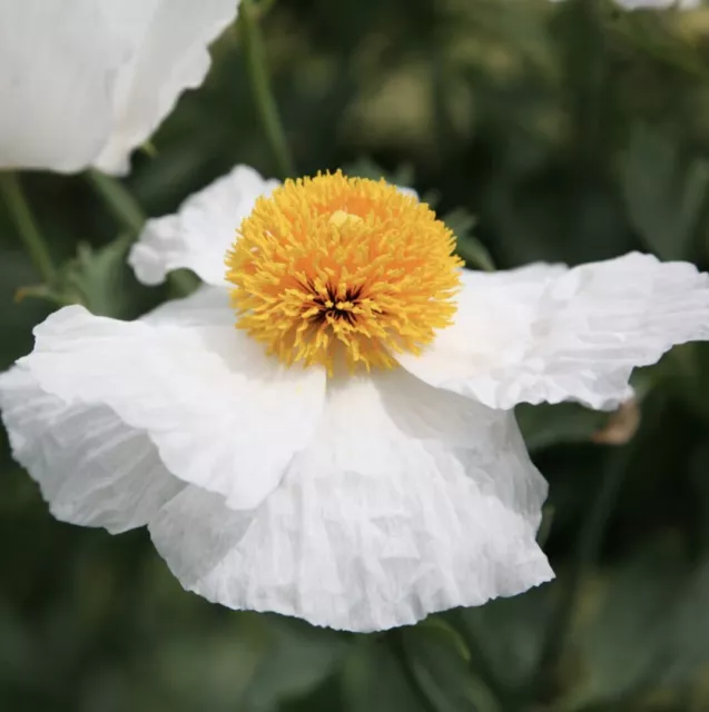 ORGANIC - 100 Seeds Perennial Californian Tree Poppy -Romneya coulteri