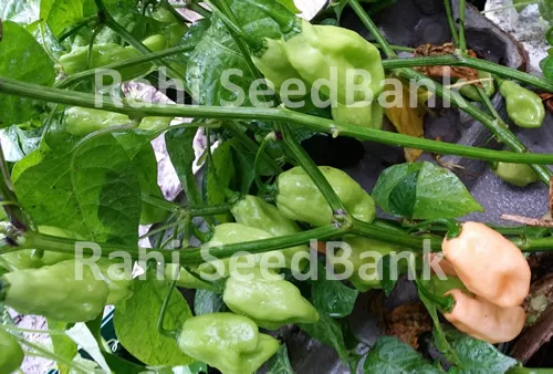 RARE Pimenta Luna Habanero Chilli - A Super High Yielding Extreme Hot Habanero 3