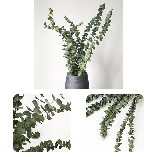10 piezas/ramo de ramas de eucalipto ecológicas vivas flores verdes de eucalipto