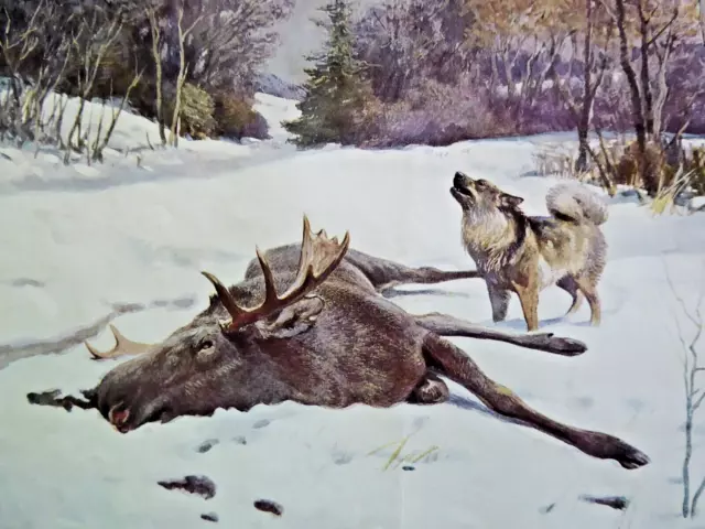 Vintage Wild und Hund 10. 3. 1911 Toter Schaufler Elch und Wolf Elchhund Bild