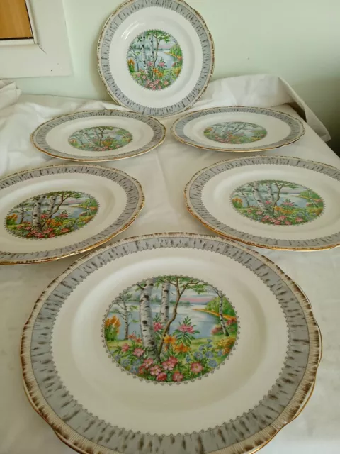 ROYAL ALBERT SILVER BIRCH DINNER PLATES 10.25” EXCELLENT Condition X 6