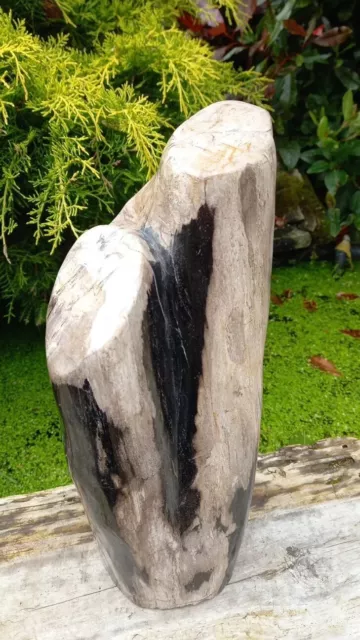 Large Petrified Fossil Wood Specimen Freestanding Indonesian 5.5kg