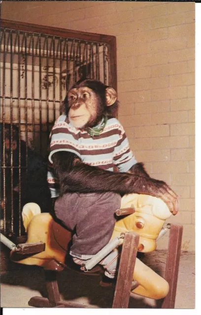 Unposted, Photo Postcard, JIMMY MORGAN ZOO LANE PARK, CHIMPANZEE, Birmingham, AL