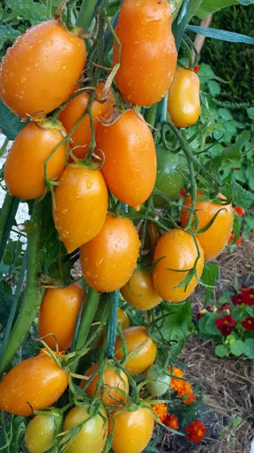 10 graines de tomate rare CHUKHLOMA productive le goût est doux et délicat m.bio