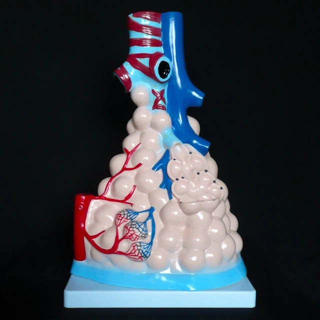 MAGNIFIED ANATOMICAL HUMAN Pulmonary Alveoli Model - Medical Anatomy ...